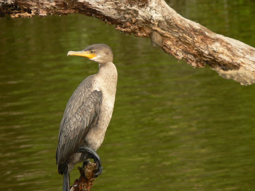 Cormorant